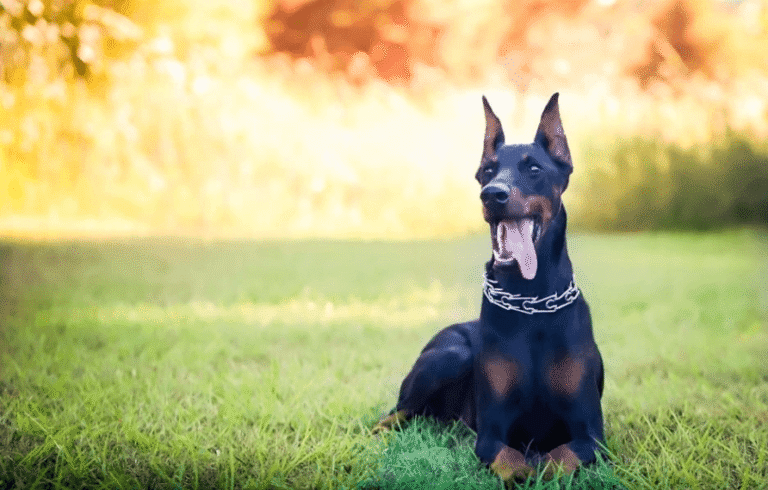 Buy Doberman Puppies for Sale That Guard and Steal Hearts 