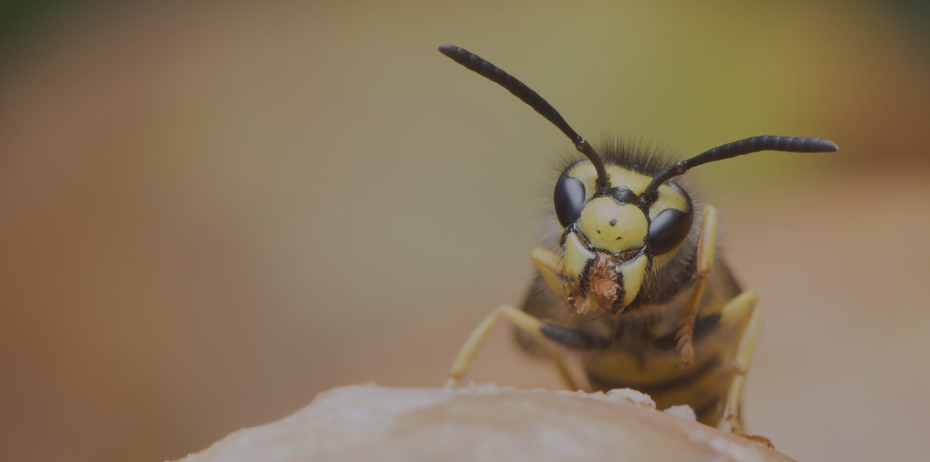 Trust Chelmsford’s Wasp Exterminator for Effective Wasp Nest Removal