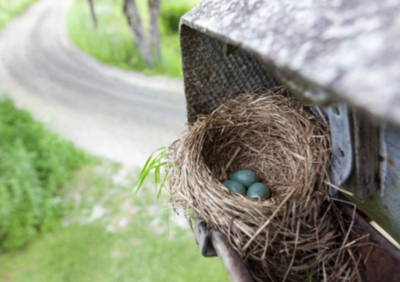 Bird Nest Removal Service Near Me Reliable Solutions for Safe Nest Removal