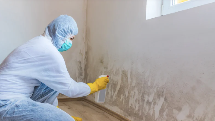The Role of Mold Inspection in Insurance Claims