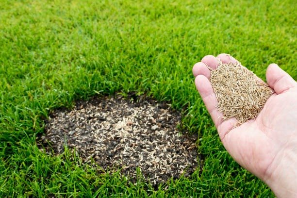 Is Buying Lawn Seeds Online the Smartest Option for Aussie Gardeners?